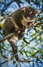 one of the possums in an Auckland tree