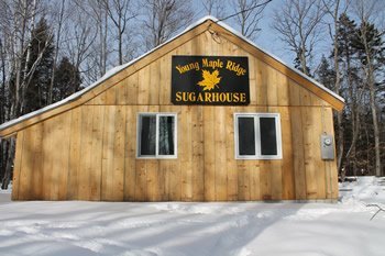 Young Maple Ridge Sugarhouse