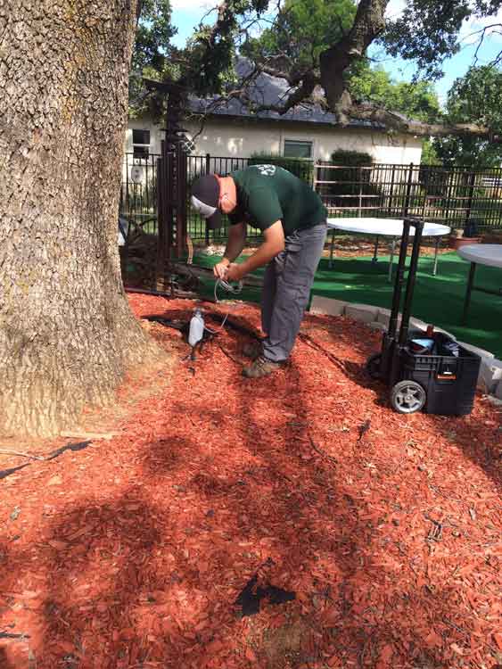 Tree Service Trimming and Removal A1 Tree Service & Stump Removal