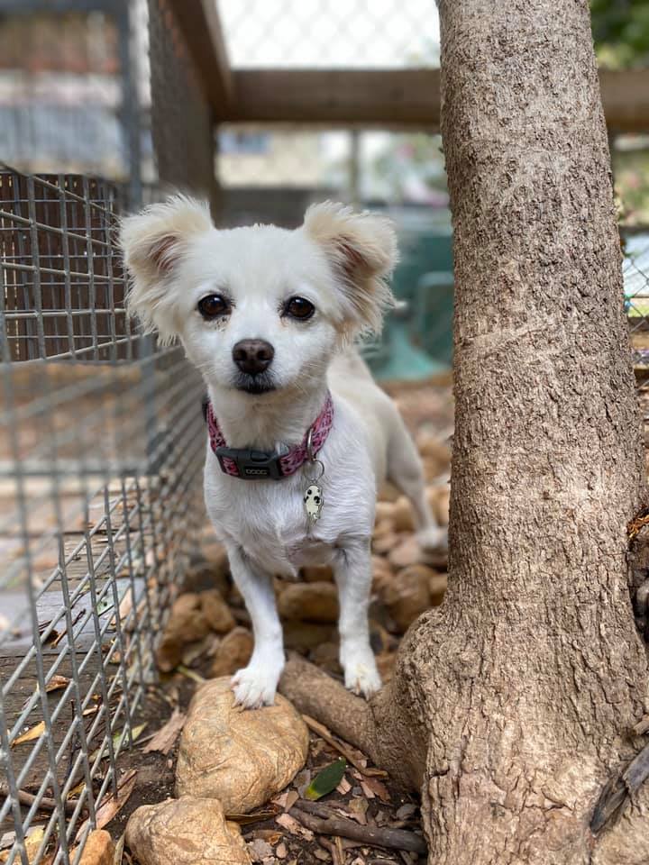 Gallery Yeppoon Boarding Kennels & Cattery