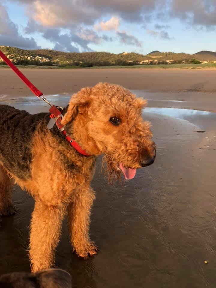 Gallery Yeppoon Boarding Kennels & Cattery