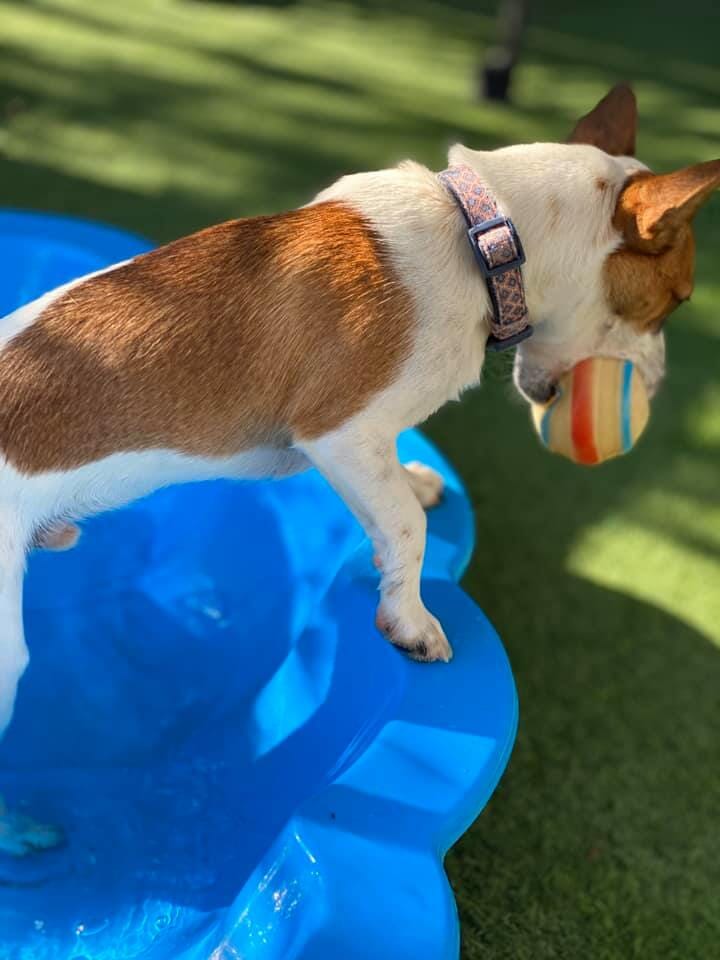 Gallery Yeppoon Boarding Kennels & Cattery