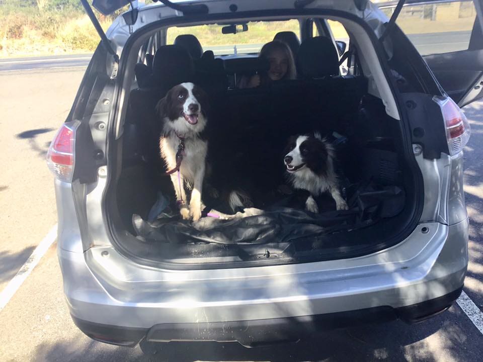 Gallery Yeppoon Boarding Kennels & Cattery