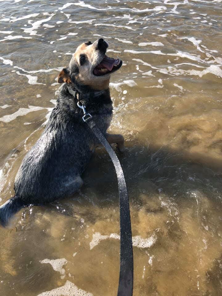 Gallery Yeppoon Boarding Kennels & Cattery