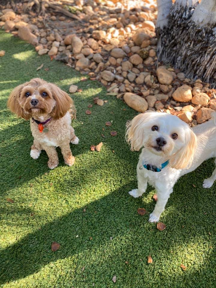 Gallery Yeppoon Boarding Kennels & Cattery