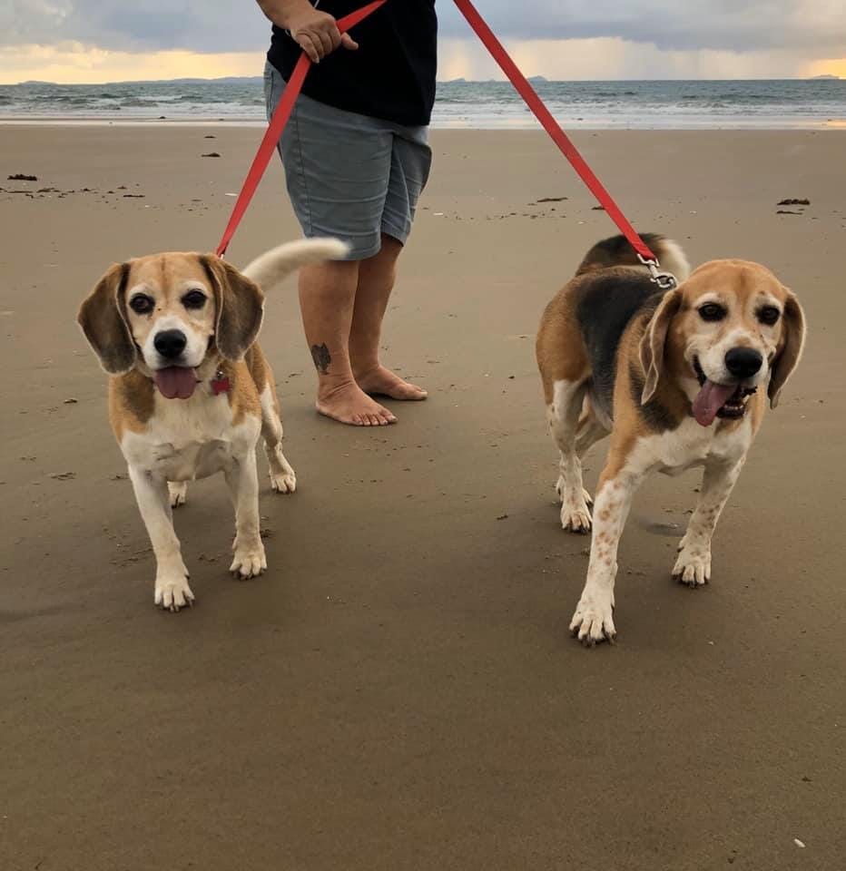 Gallery Yeppoon Boarding Kennels & Cattery