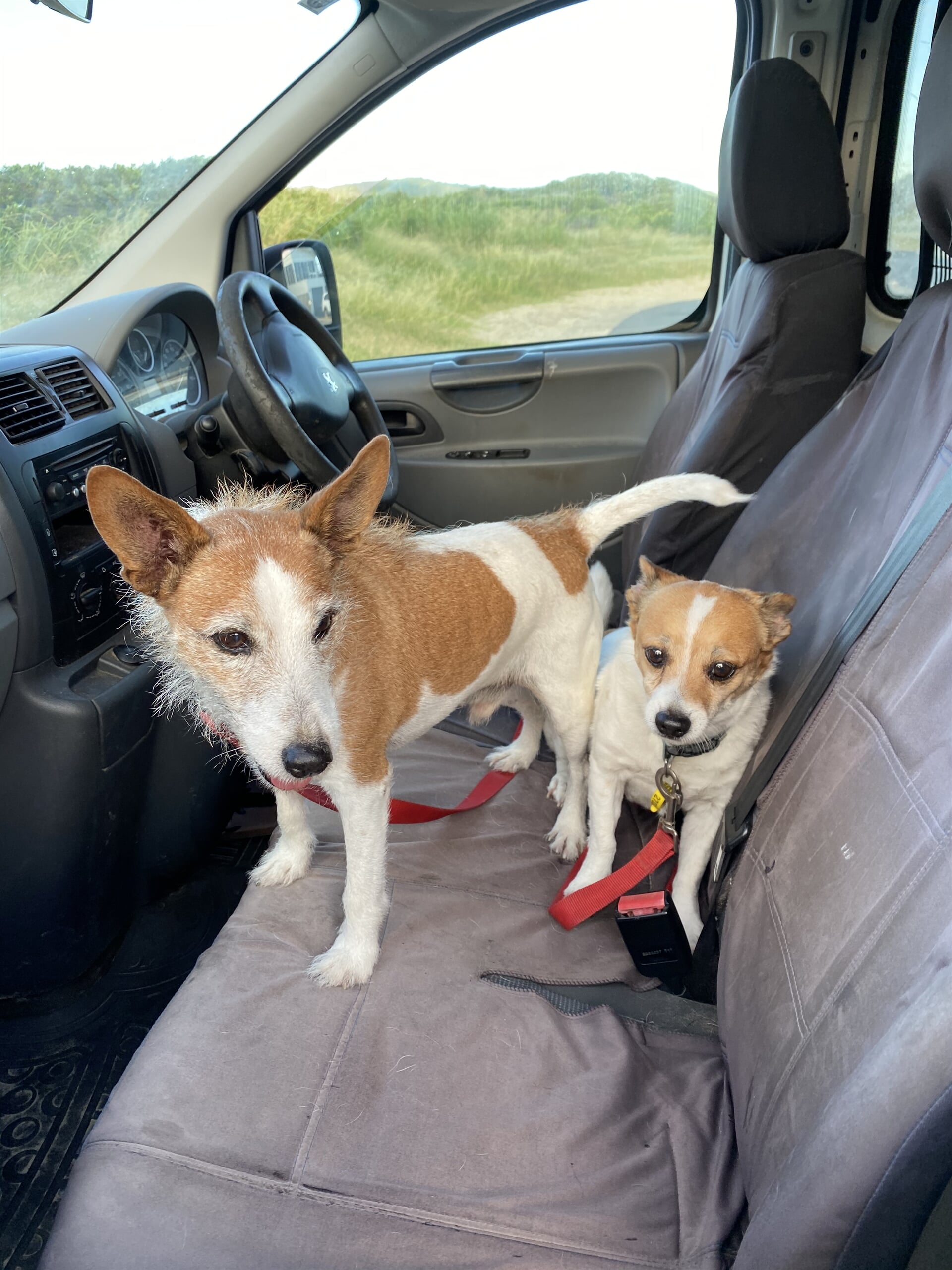 Gallery Yeppoon Boarding Kennels & Cattery