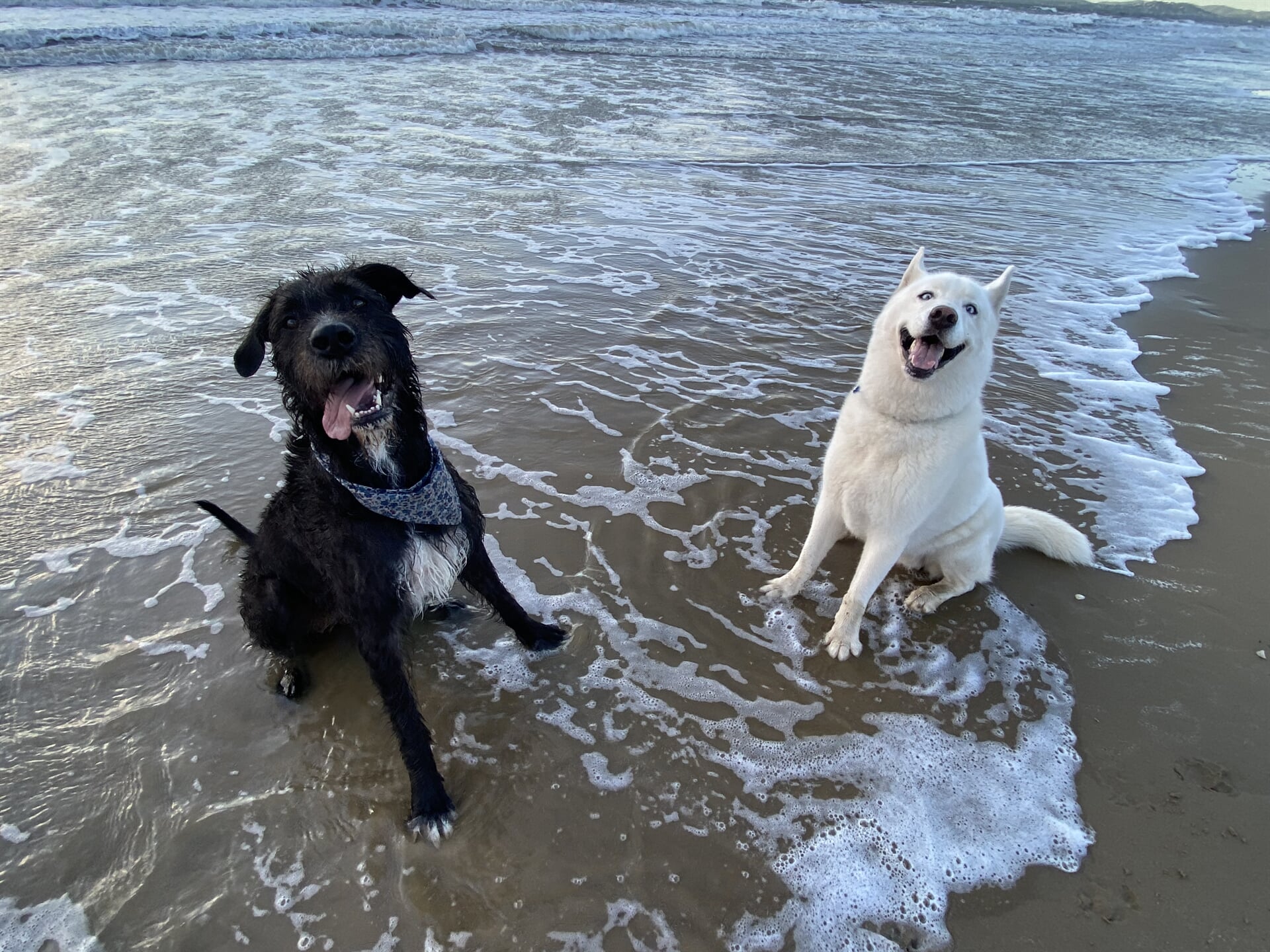 Gallery Yeppoon Boarding Kennels & Cattery
