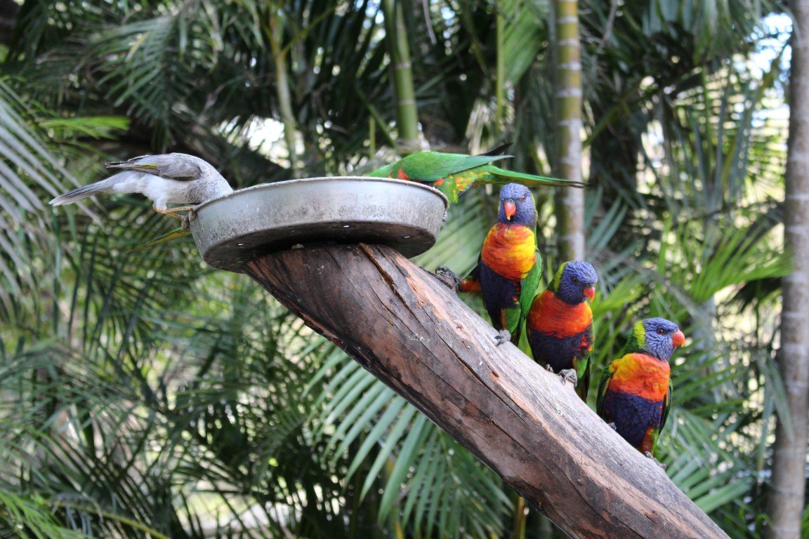 Bird Feeding Mount Tamborine Thunderbird Park
