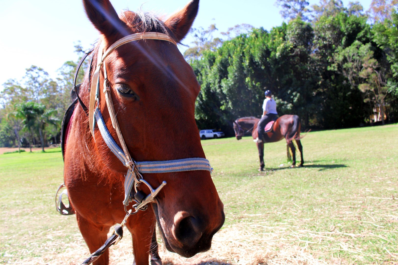 Thunderbird Park Mt Tamborine Adventure Park Gold Coast