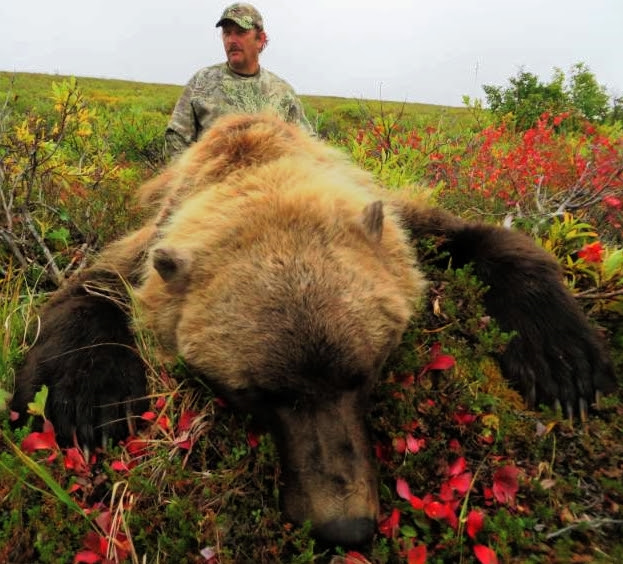 Guided Alaska Grizzly Bear Hunts Alaska Arctic Adventures