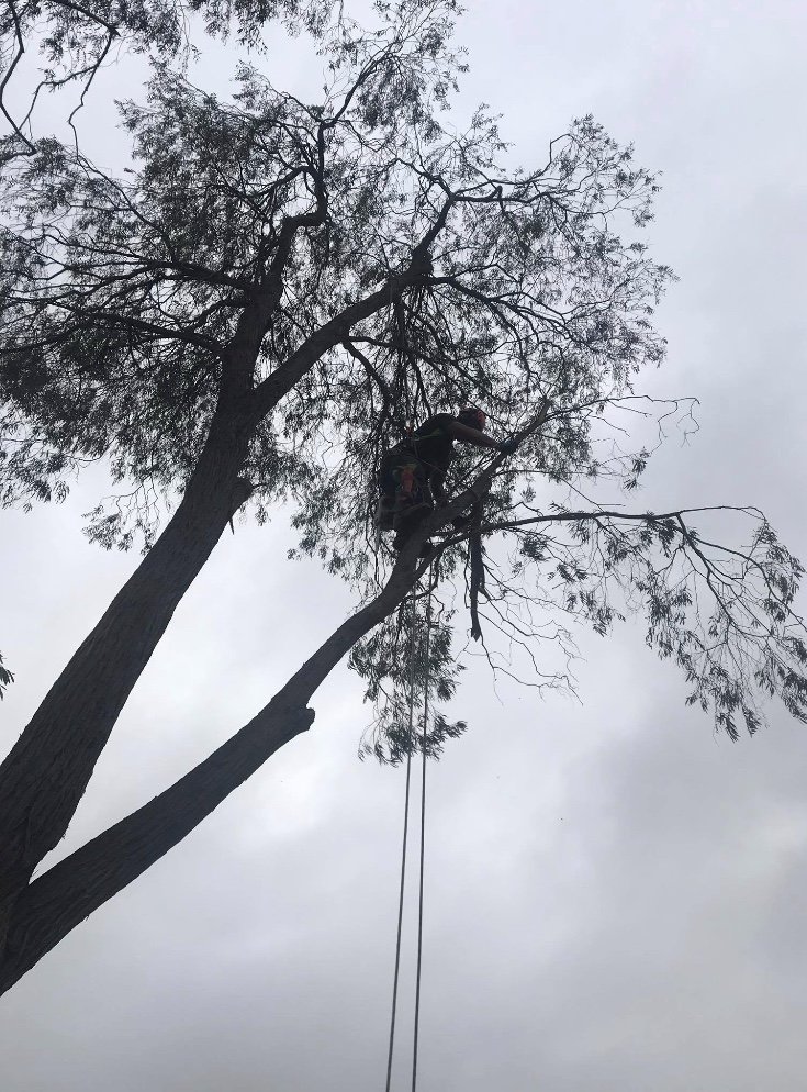 Tree lopper/ Geelong / Qualified Arborists