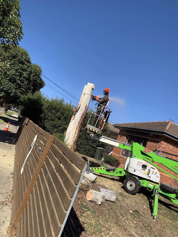 Tree lopper/ Geelong / Qualified Arborists