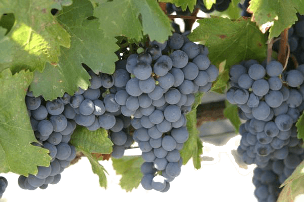 grapes