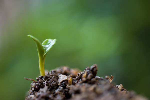 Total Soil commercial soil supply North Shore screened and unscreened soil