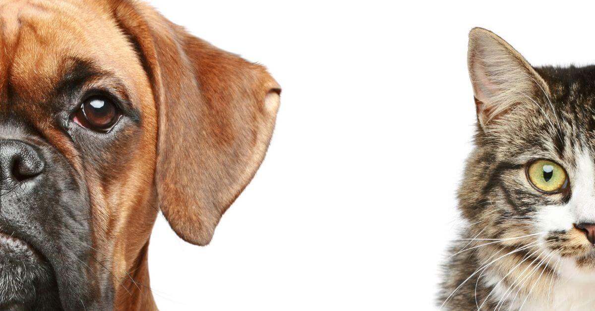 Nouveaux règlements en règle pour les animaux de compagnie
