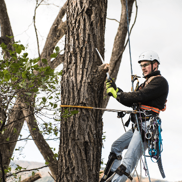 Certified Arborist & Tree Trimming | New Braunfels TX