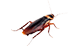 a and a spectrum insect cockroach