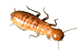 a and a spectrum insect termite