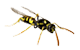 a and a spectrum insect wasp