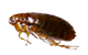 Flea eliminated by our flea removal services in Sydney