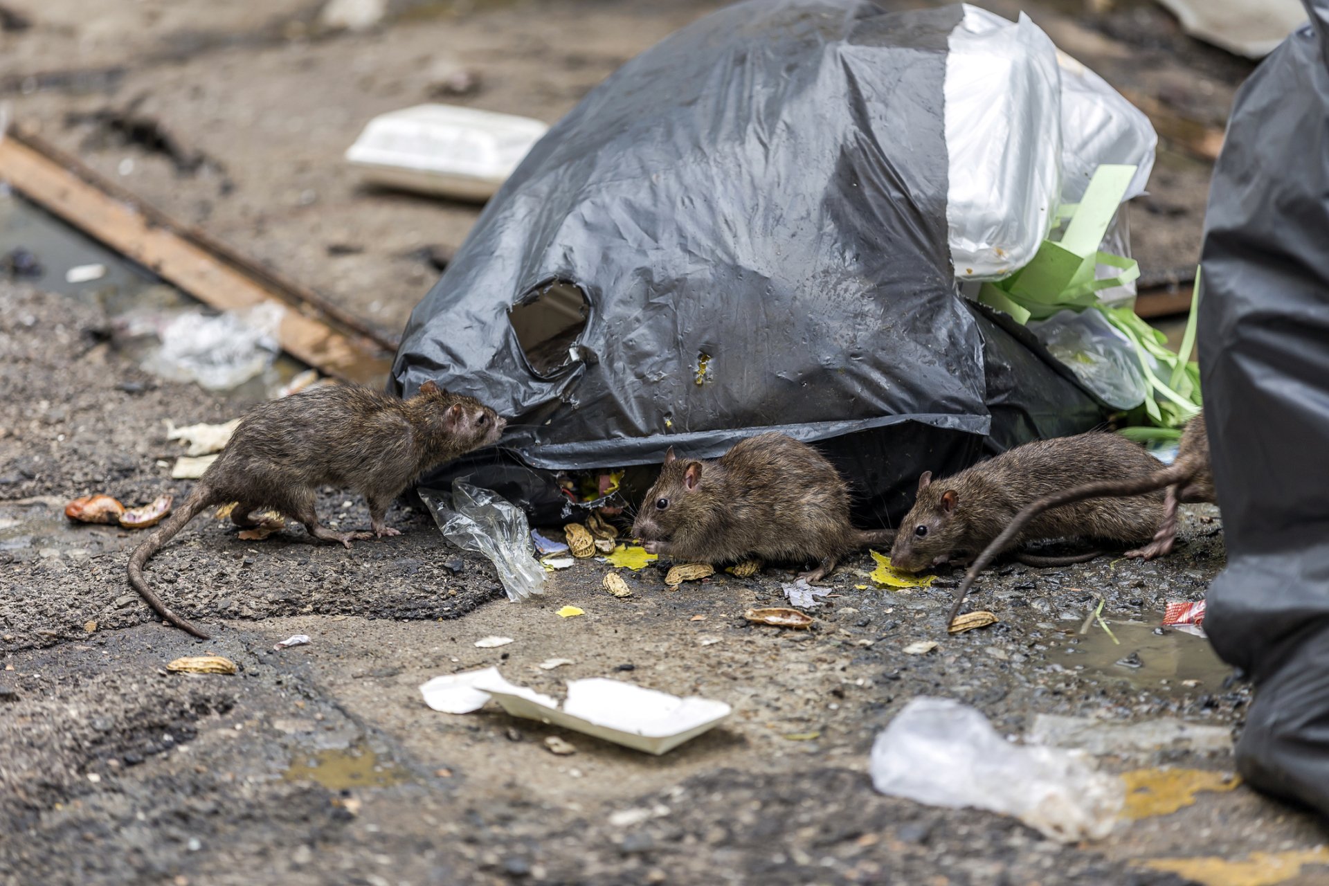 Expert Pest Control | Baytown, TX | Metro Exterminating