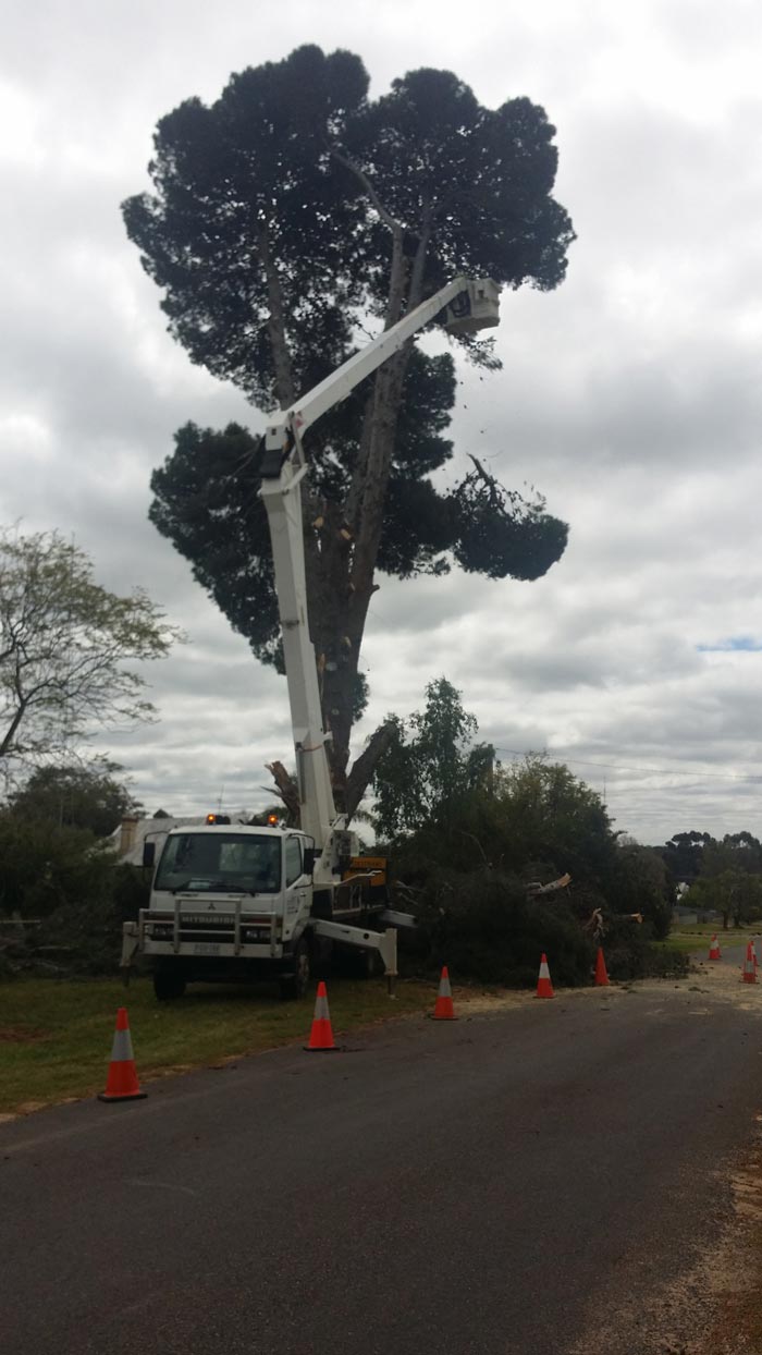 Elevated Platform Work for Trees | Mildura Tree Services