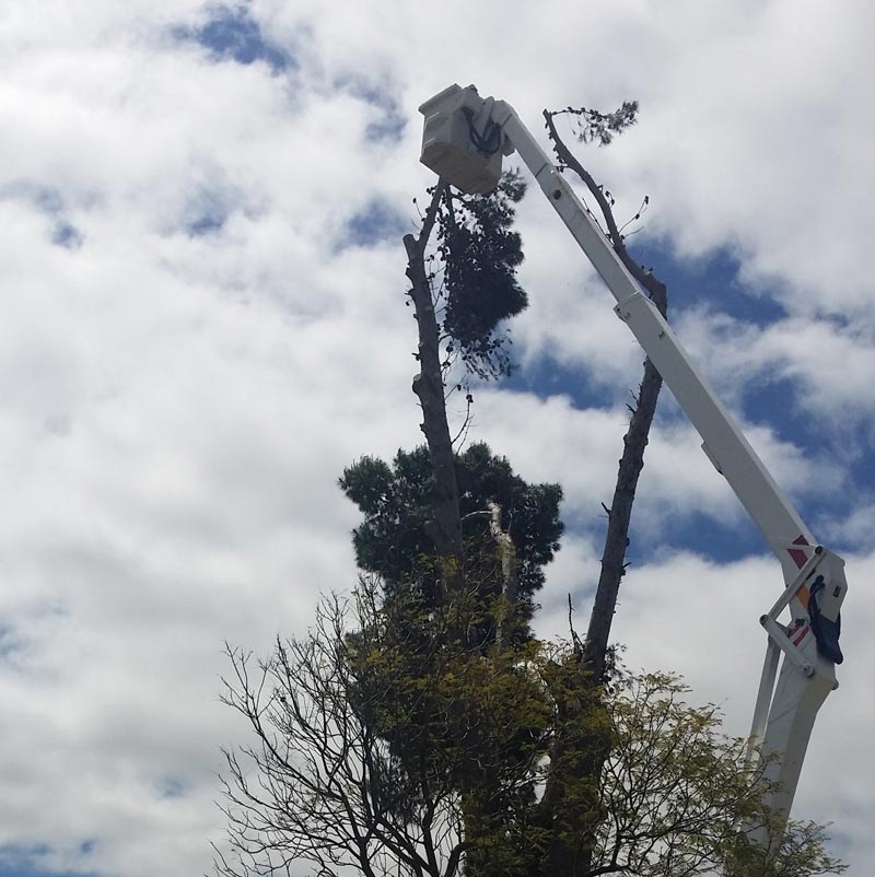 Tree Pruning Service Mildura Tree Services
