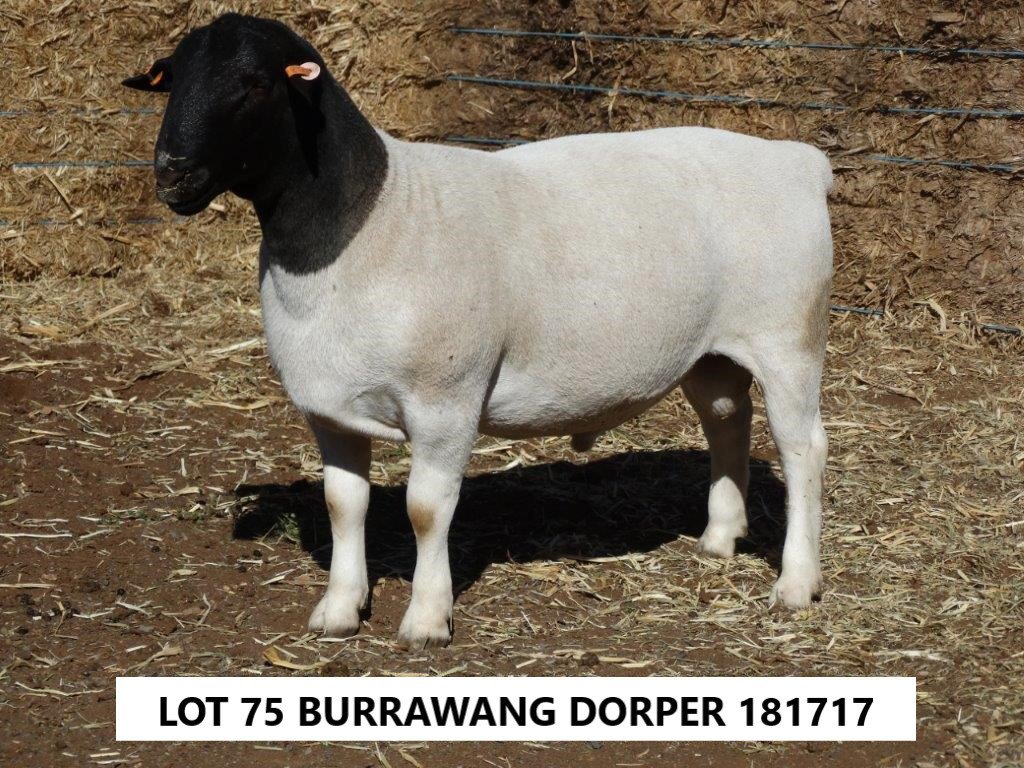 Burrawang White Dorpers Ootha, NSW Sales