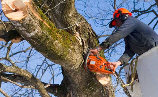 aiken tree sc pruning
