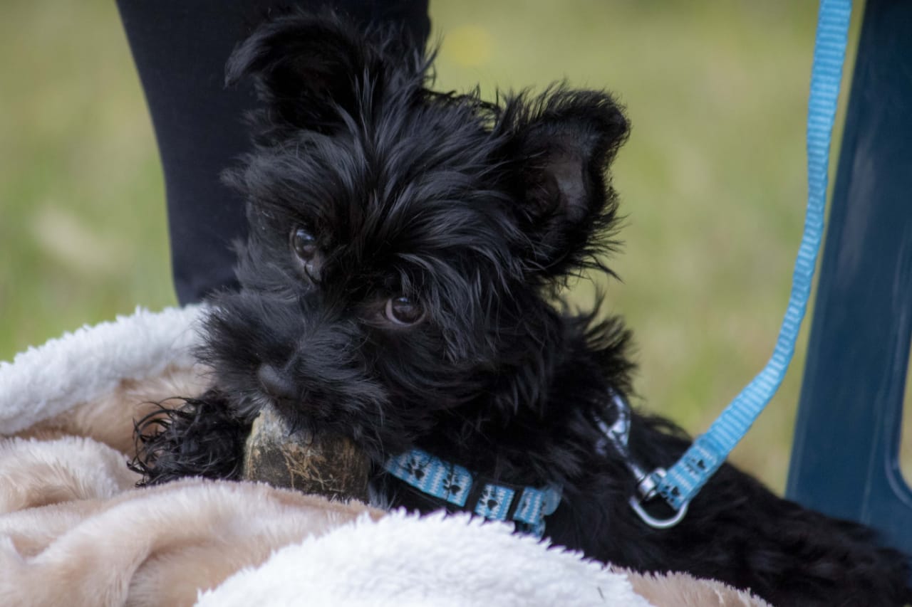 Dog Training Port Elizabeth Shop Pet Products