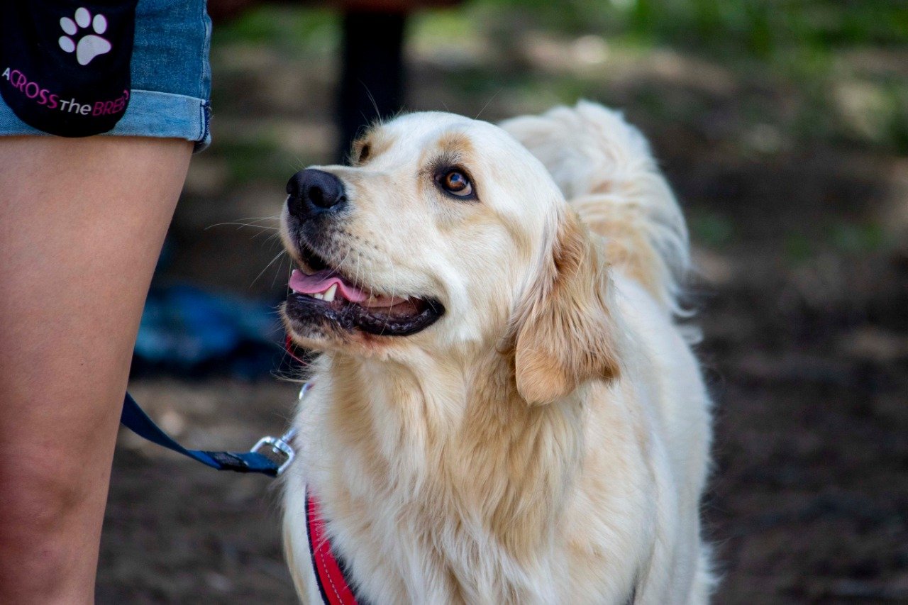 Dog Training Port Elizabeth Shop Pet Products