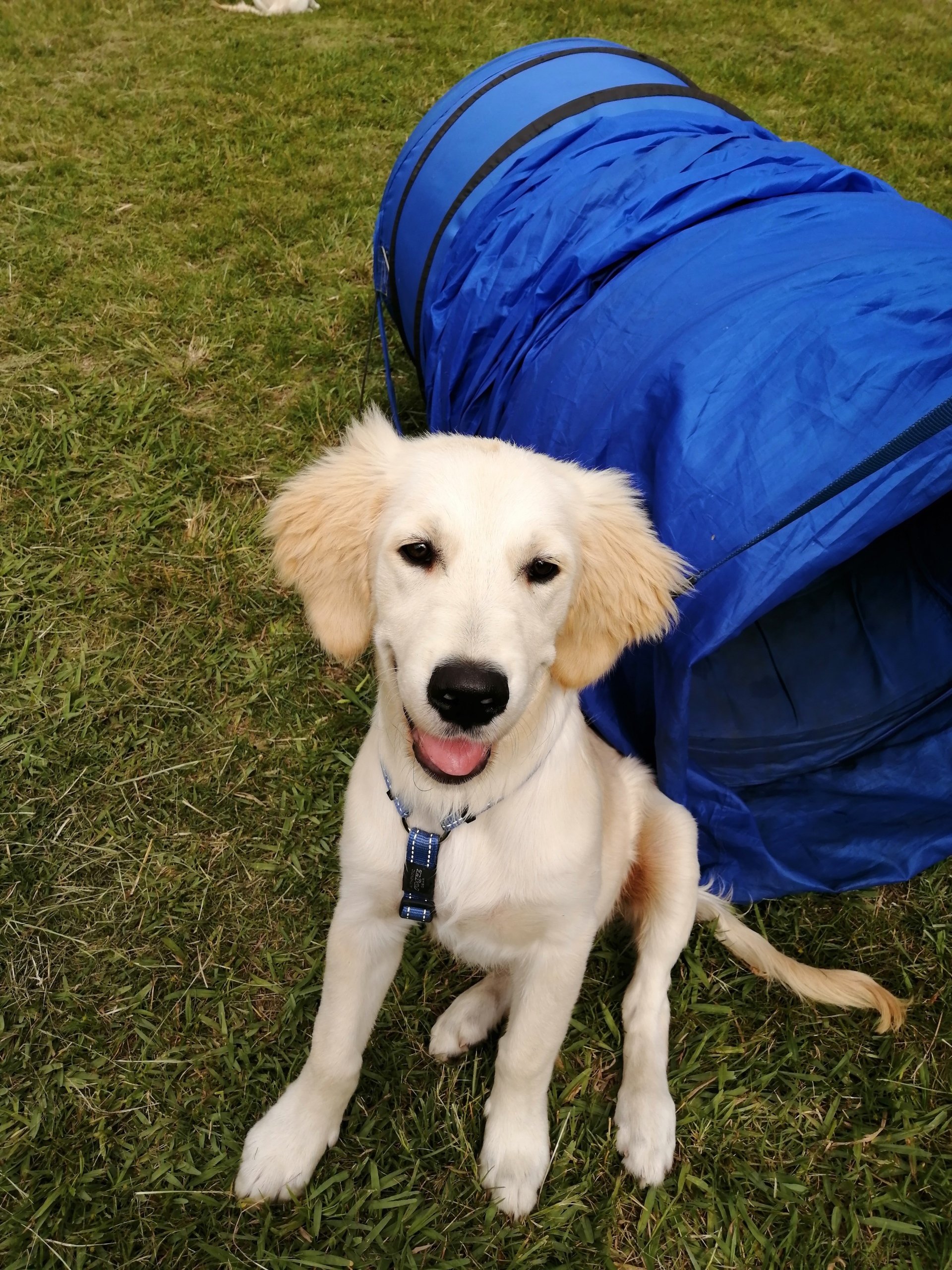 59+ Funny Puppies For Sale Port Elizabeth Olx Image Codepromos