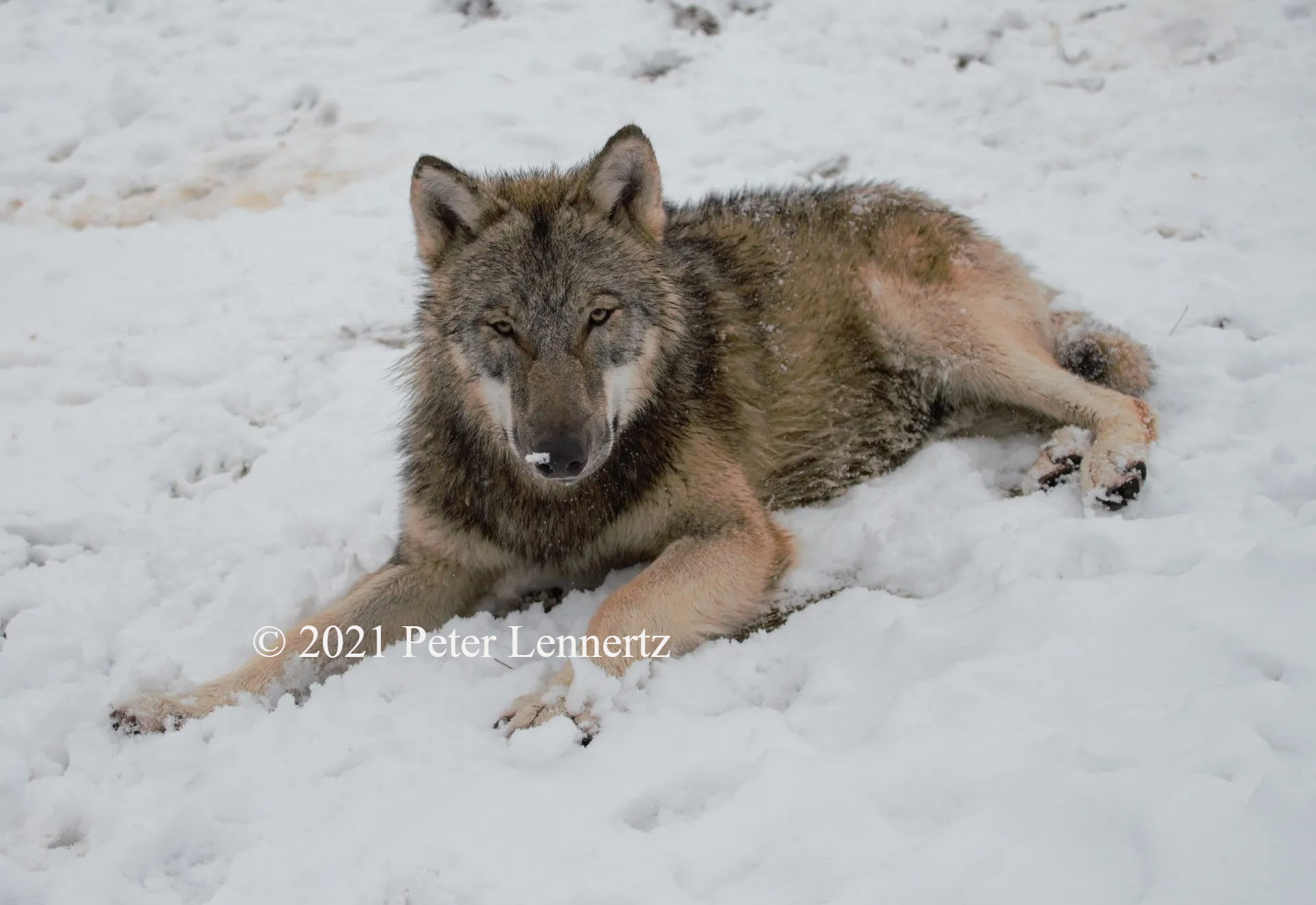 The Wolf Conservation Association - Beschermt de wolf