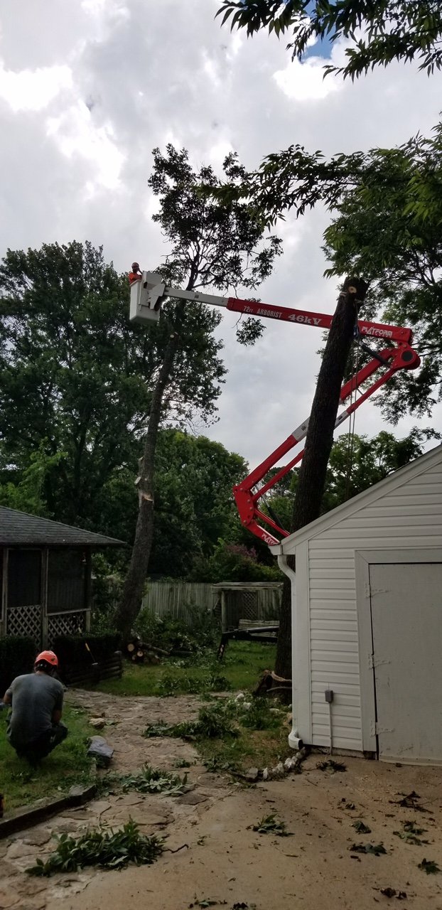 Tree Service Gallery Parsons & Son Tree Service Benton