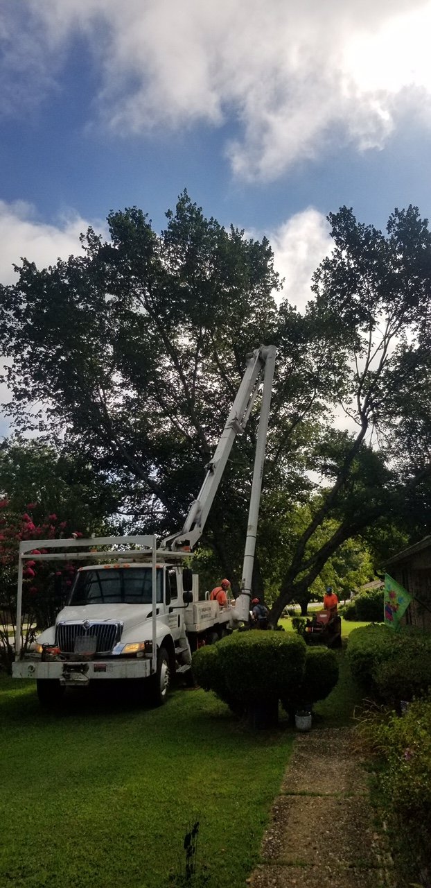 Tree Service Gallery Parsons & Son Tree Service Benton
