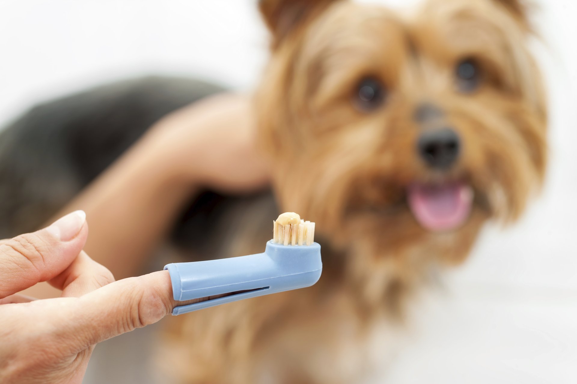 puppy pal toothbrush