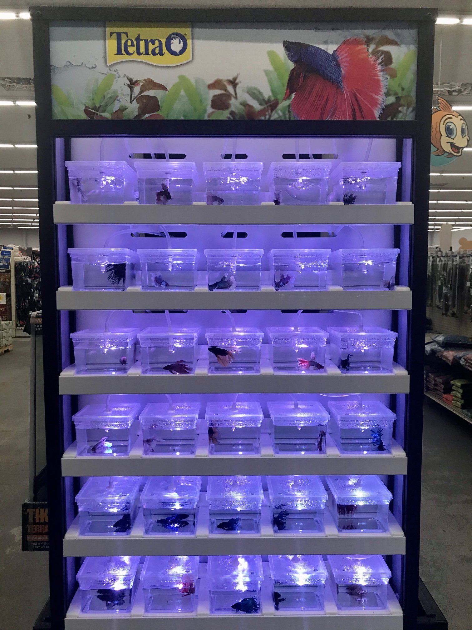Check Out Our Betta Fish Display