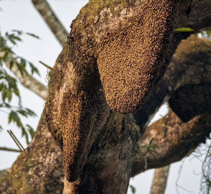 live-bee-removal-for-monterey-county-ca-monterey-bay-pest-control-inc