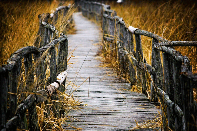 Un pont en bois menant à un champ d'herbes hautes.