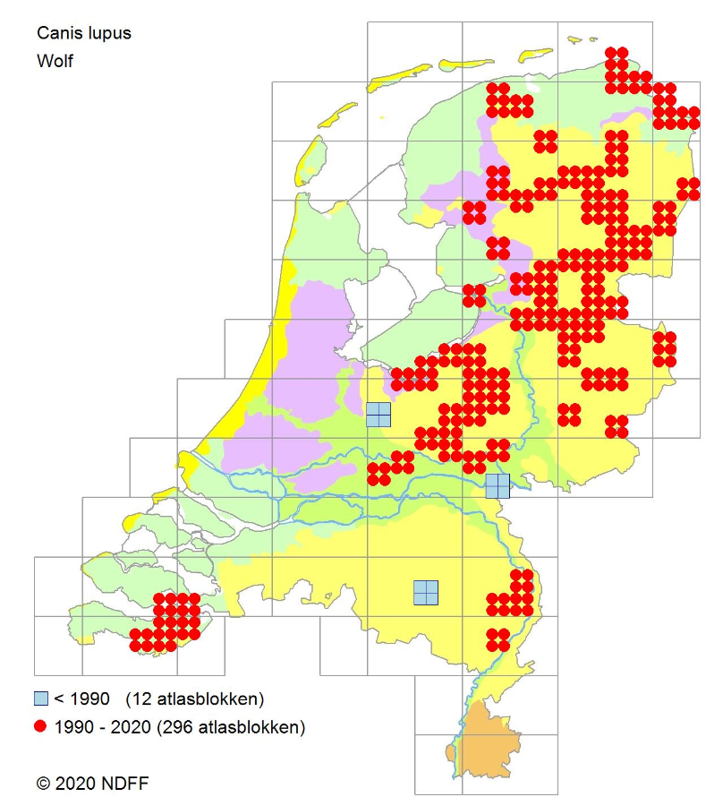 Interessante Informatie Over De Wolf In Nederland interessante-informatie-over-de-wolf-in-nederland