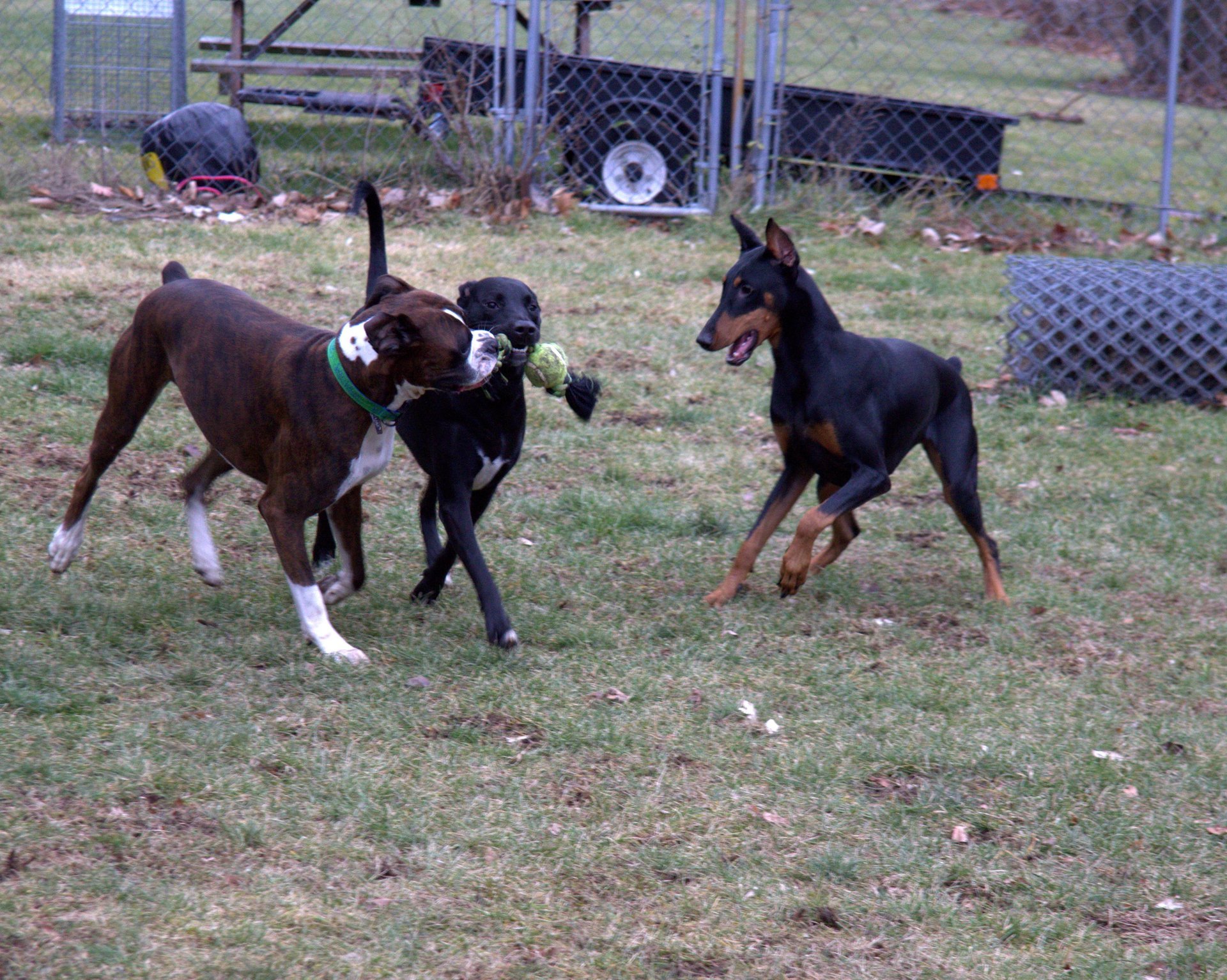 Animal Boarding Milford, CT Black Birch Farm, LLC