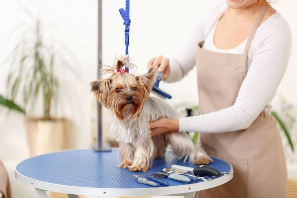 Dog Grooming | Milford, CT | Black Birch Farm, LLC Dog Grooming | Milford, CT | Black Birch Farm, LLC
