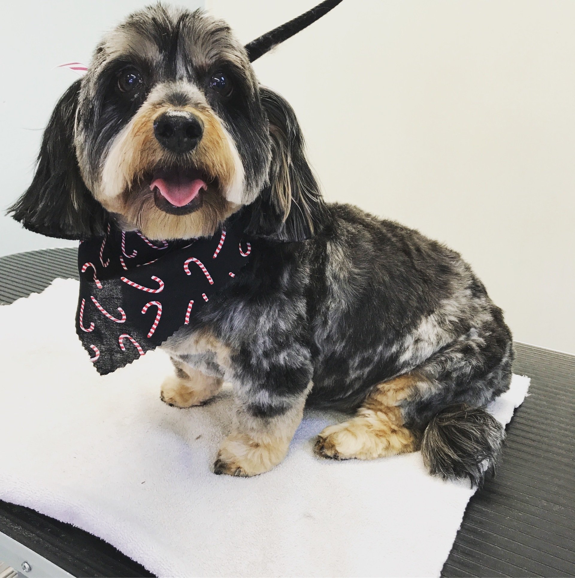 Portfolio gallery of our happy pet grooming clients