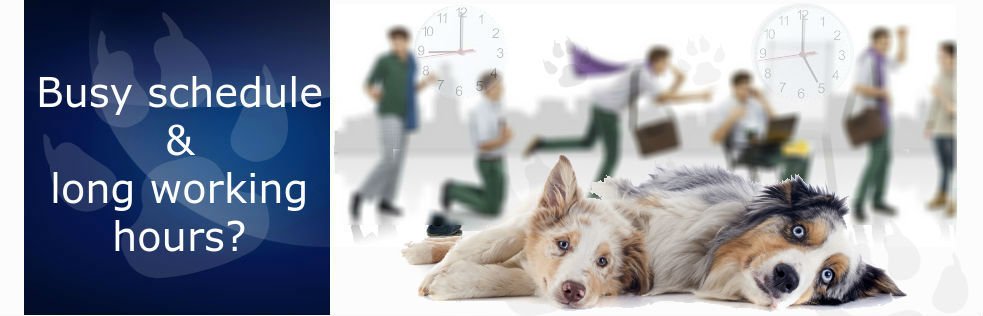 Dog Walking Services Denver Colorado Dog Walking Services Denver Colorado