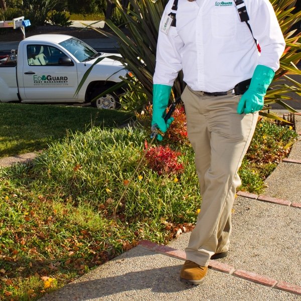 Residential Pest Control Services EcoGuard Pest Management