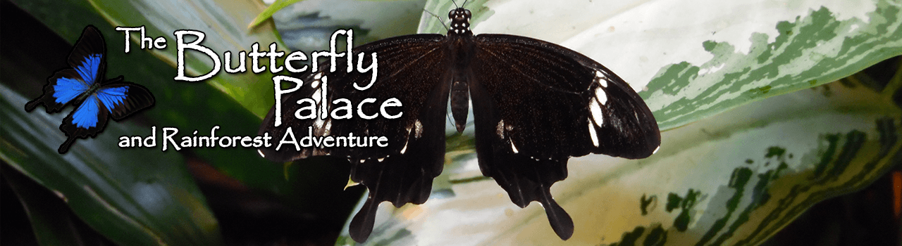 Butterfly rainforest coupons