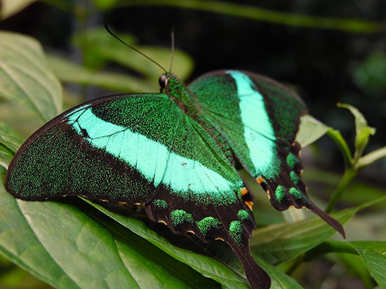 Butterfly rainforest coupons