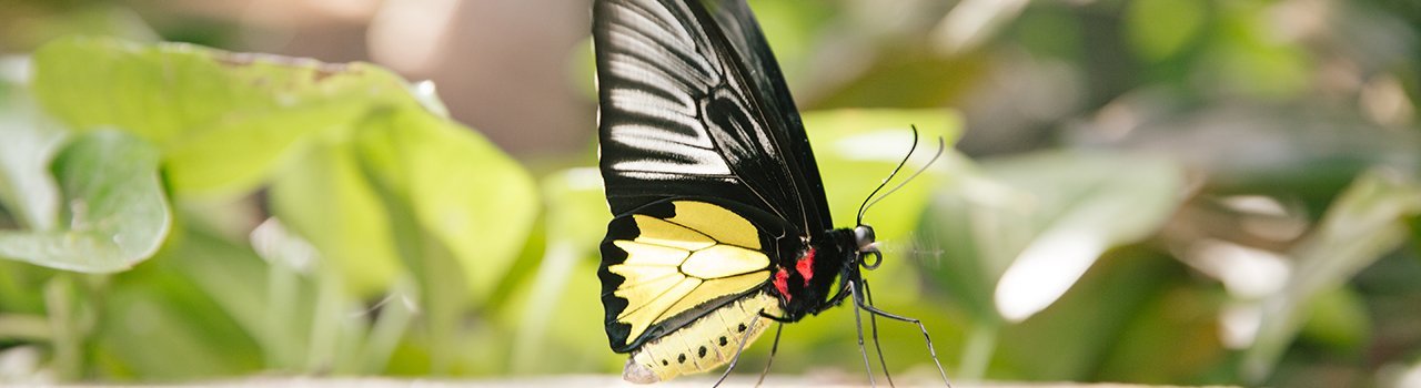 Butterfly rainforest coupons