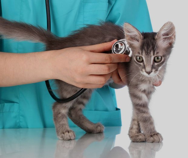 Experienced vets at Valley Veterinary Group